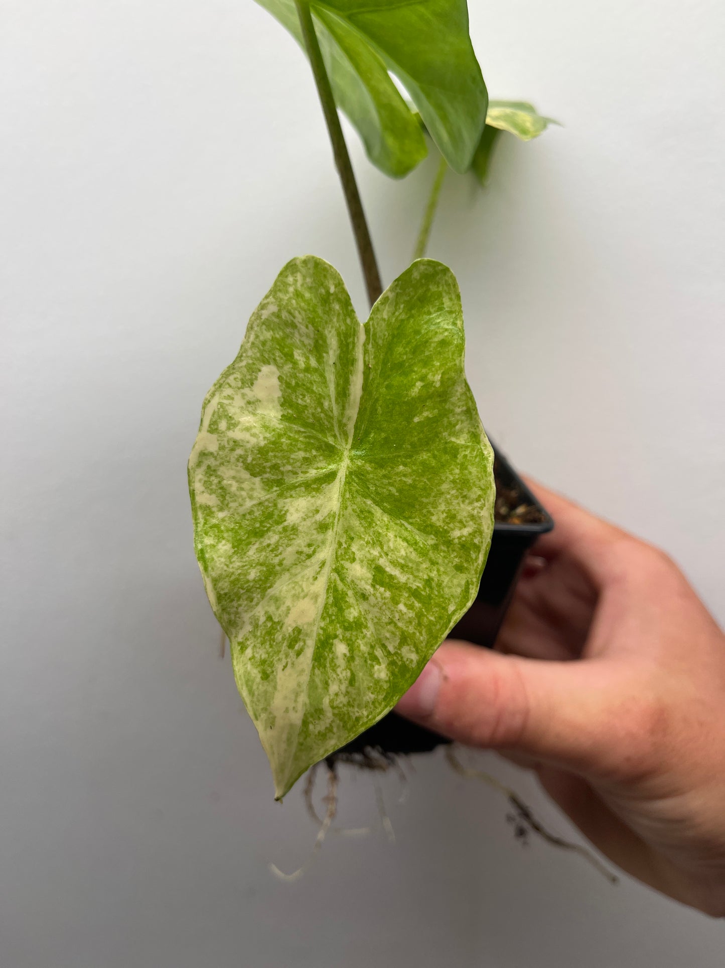 Alocasia Portora Aurea variegated #1