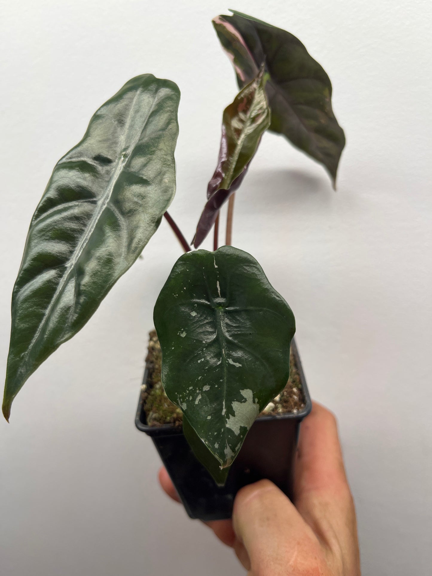 Alocasia Chantrieri pink variegated #4