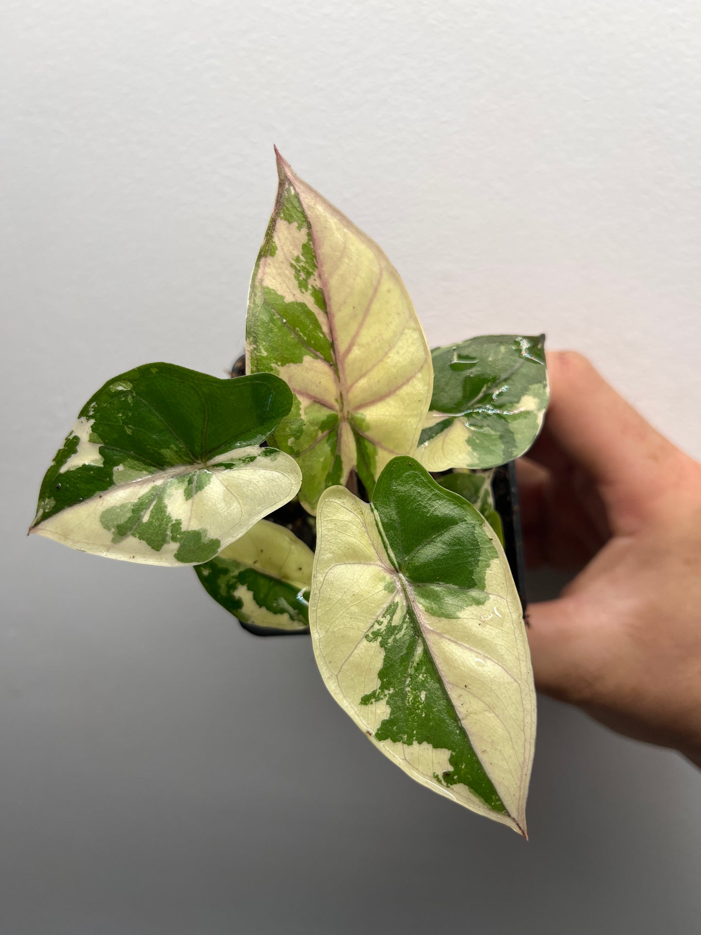Alocasia Yucatan Princess Albo / Pink #3