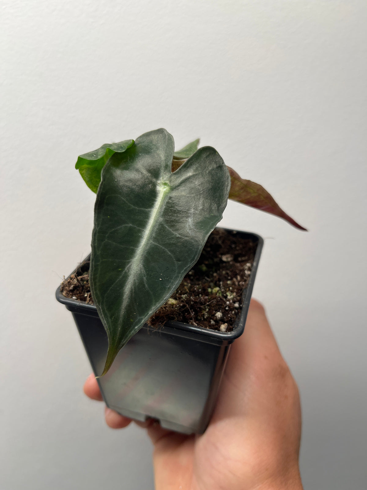 Alocasia Venom Pink/Albo Variegated - Rare Aroid #3