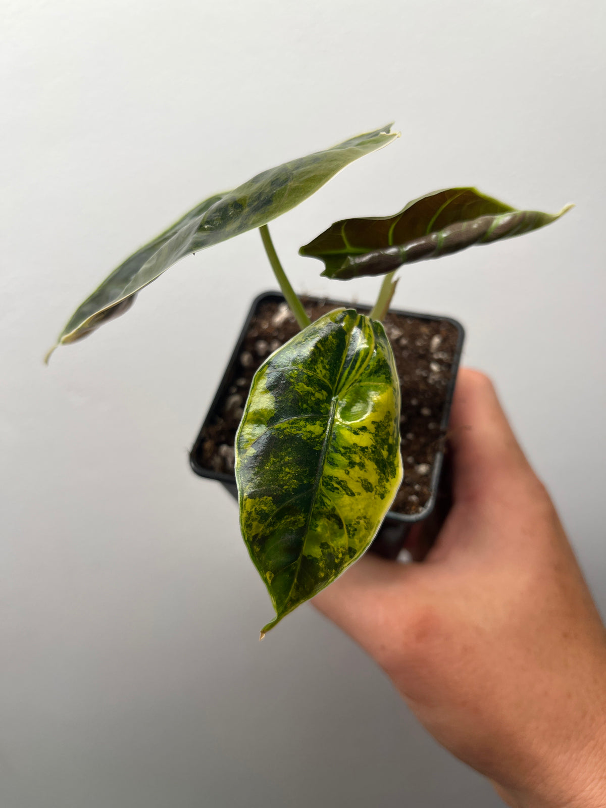 Alocasia Azlanii Aurea Variegated - Rare Aroid #2
