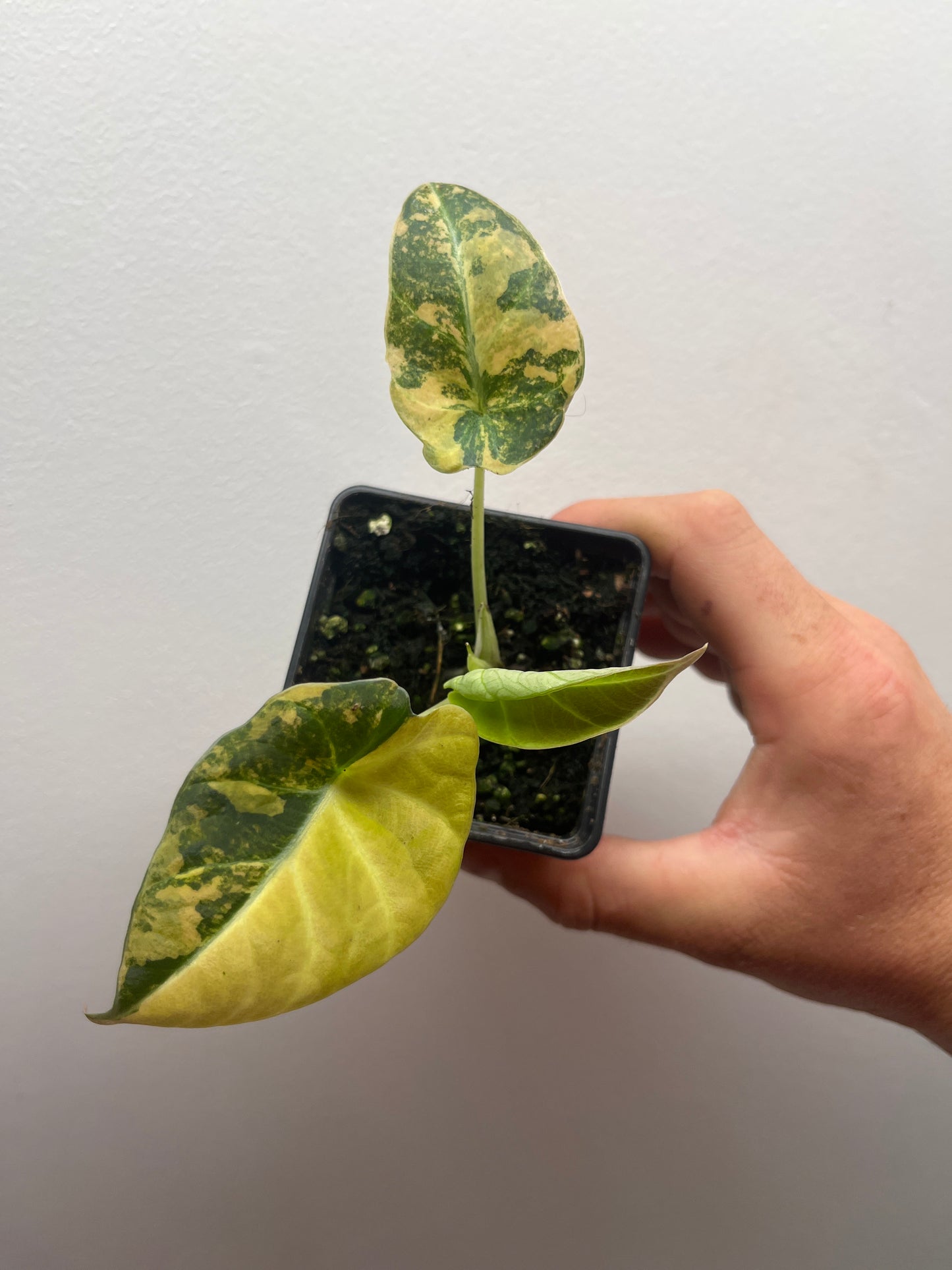 Alocasia Black velvet aurea variegated