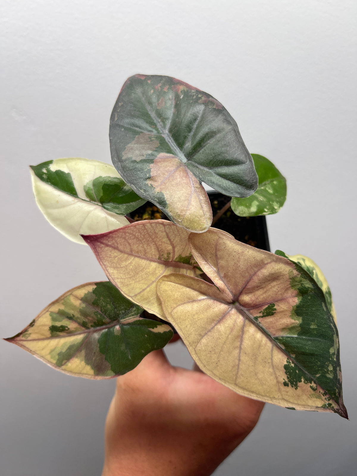 Alocasia Yucatan Princess Pink Variegated - Rare Aroid #1