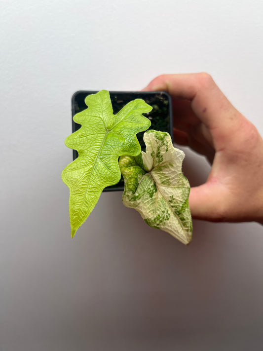 Alocasia Tandurusa aurea variegated #1
