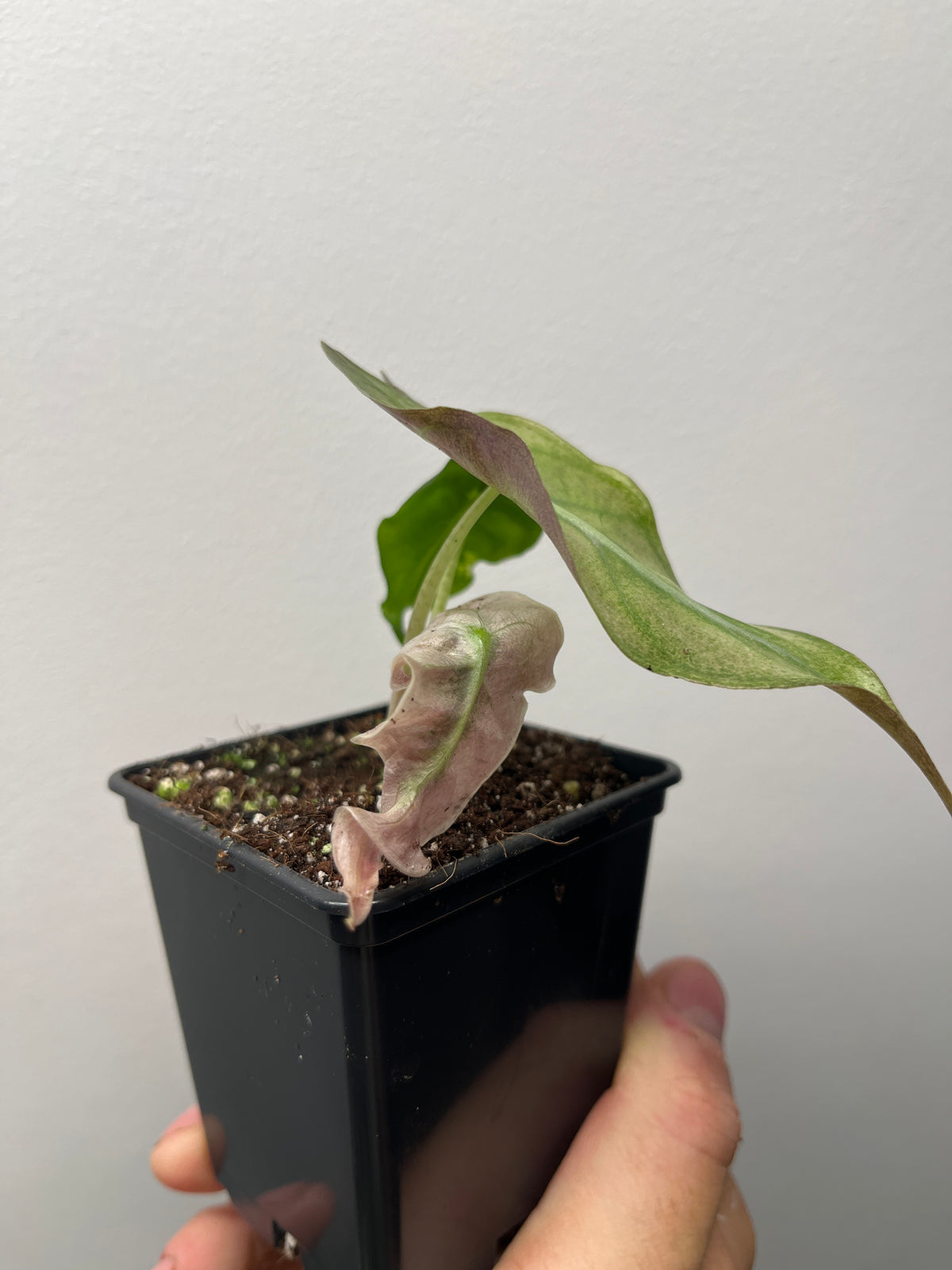 Alocasia Venom Pink/Albo Variegated - Rare Aroid