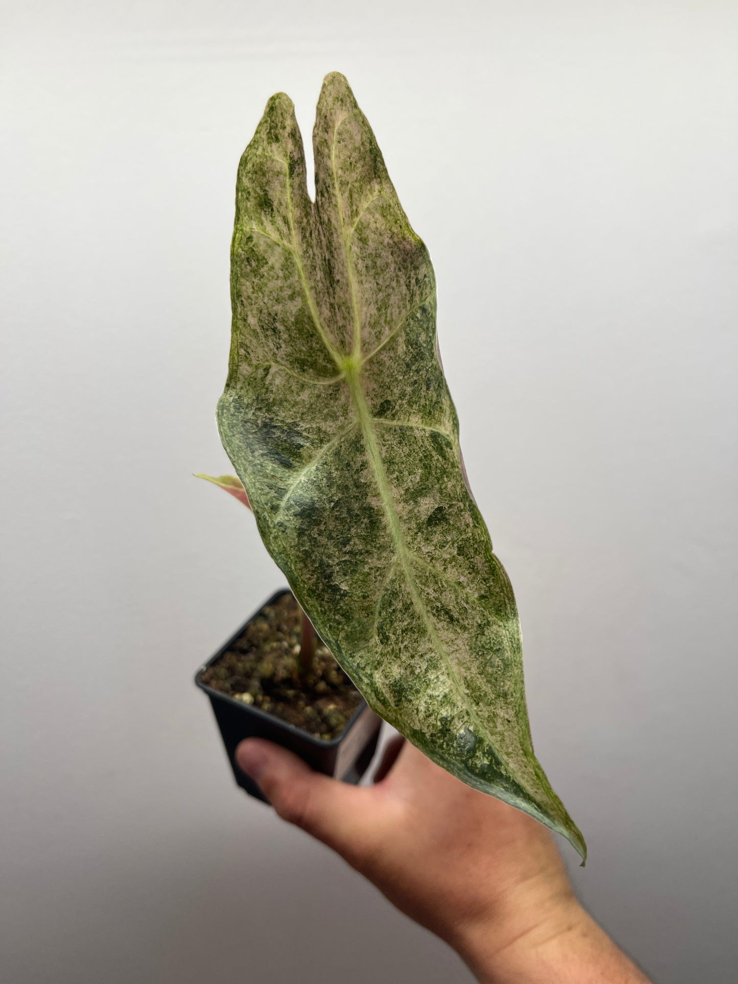 Alocasia Black Satun stardust variegated #3