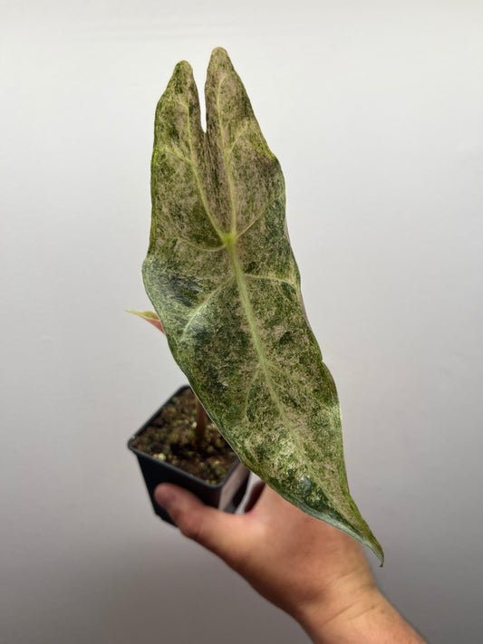 Alocasia Black Satun stardust variegated #3