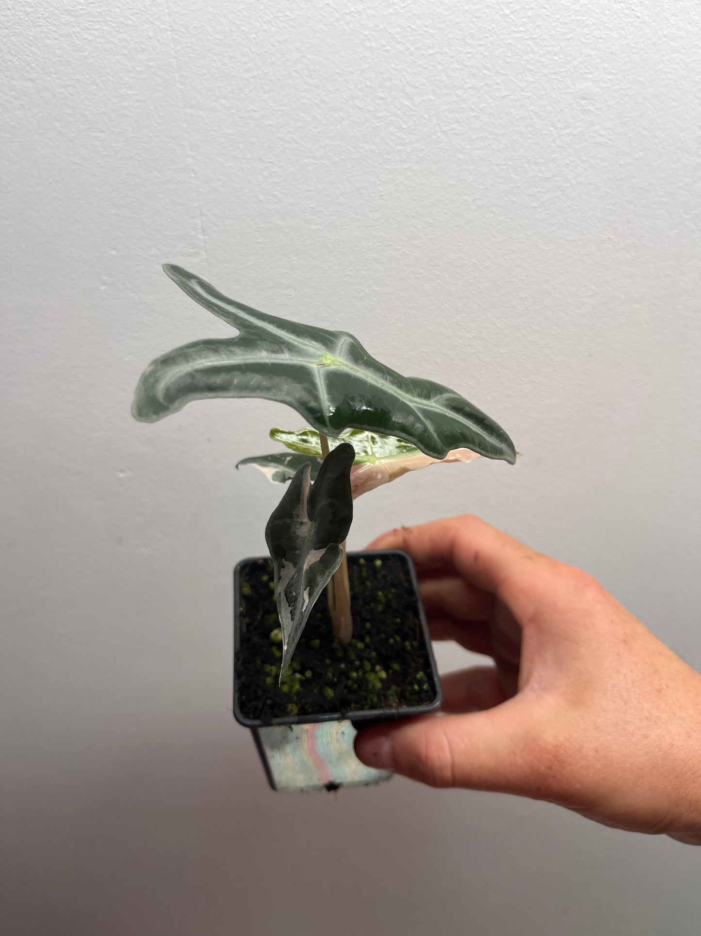 Alocasia Sanderiana 'Nobilis' Pink variegated #2