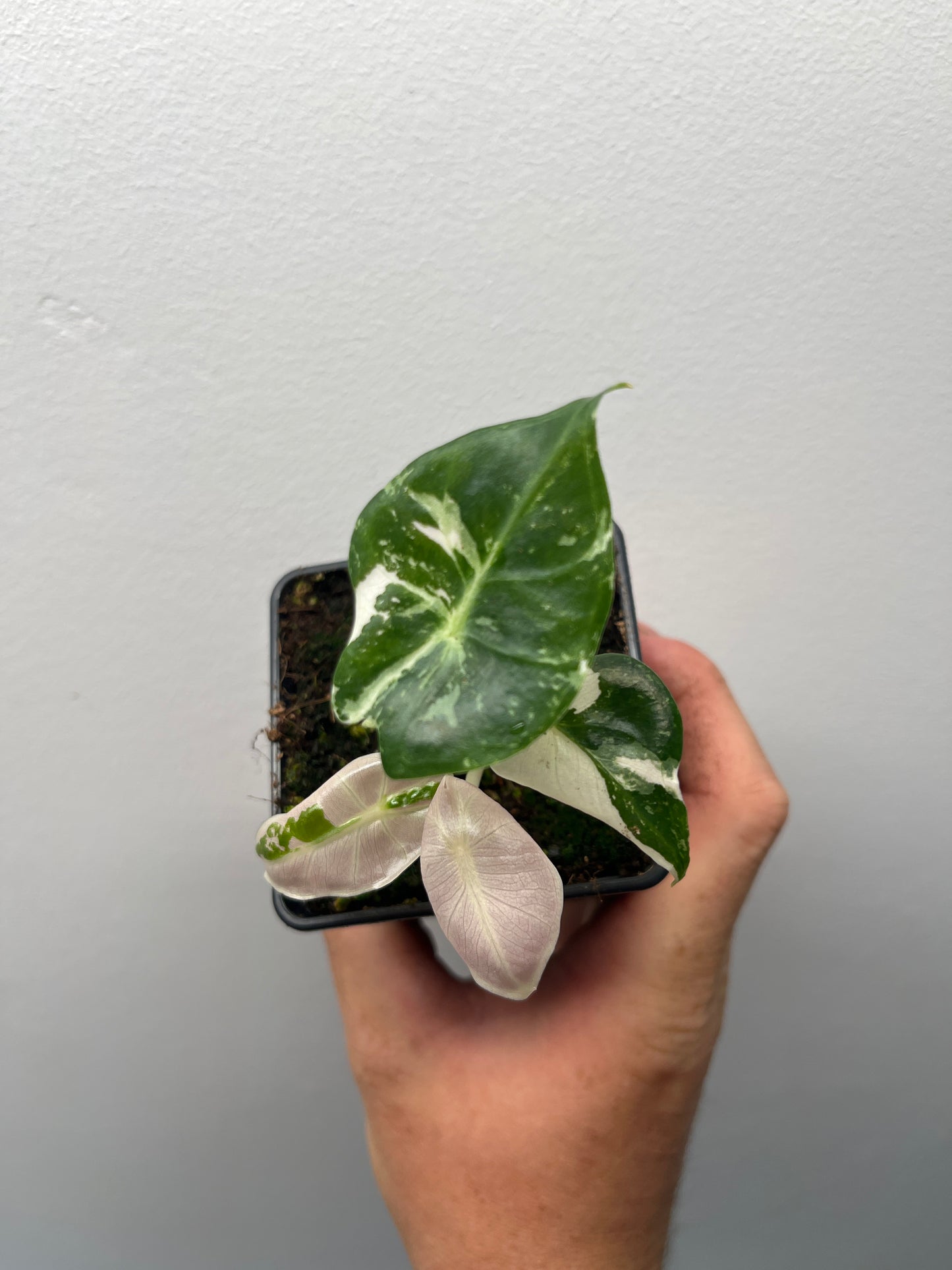 Alocasia Black Satun pink variegated #3 🦄