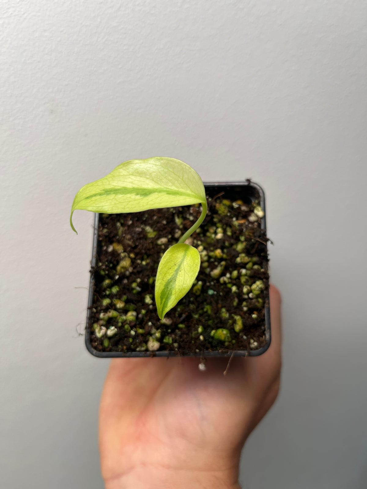 Monstera Deliciosa Melancholy - Rare Variegated Monstera