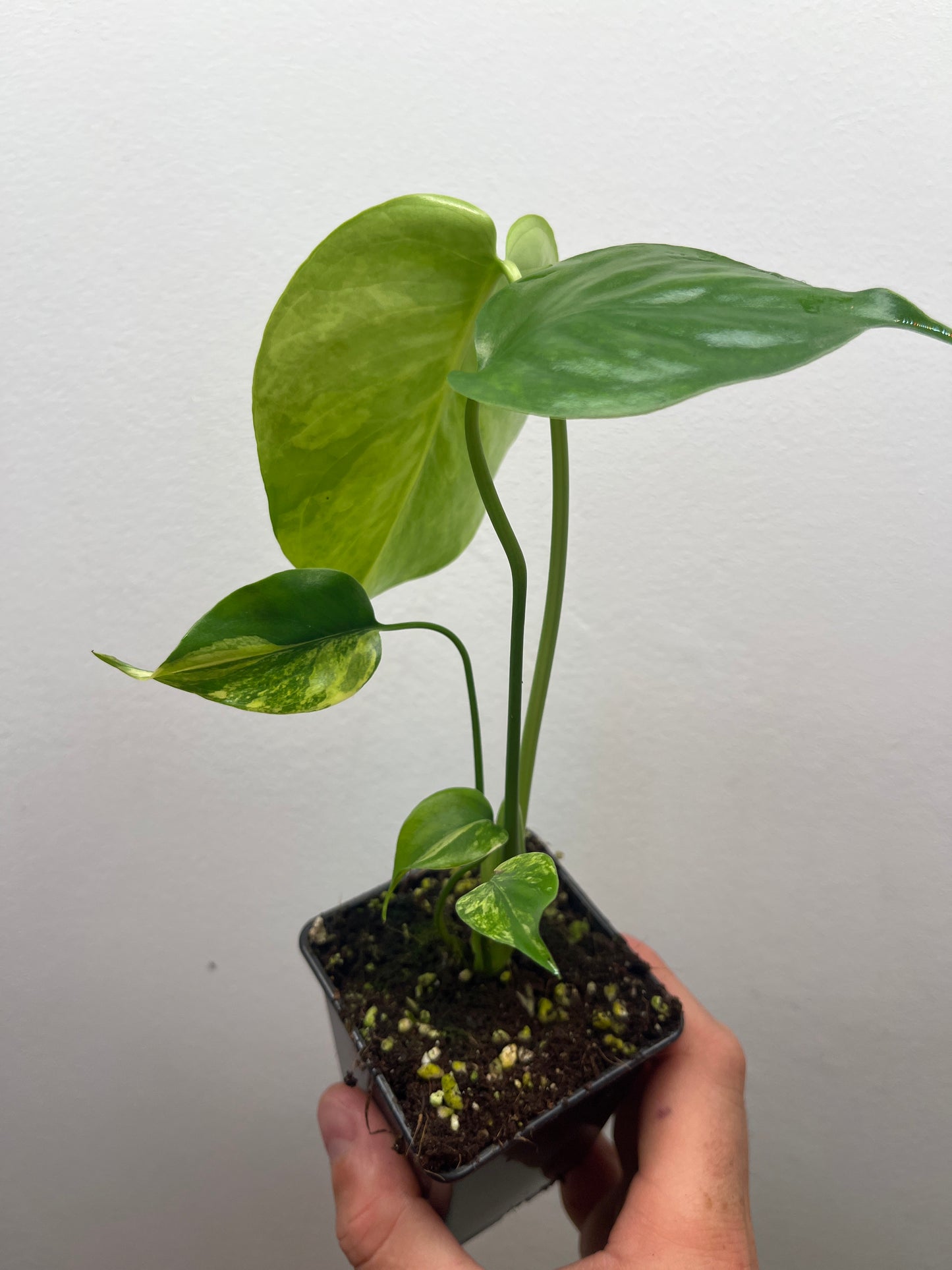 Monstera Deliciosa Yellow Marilyn #2