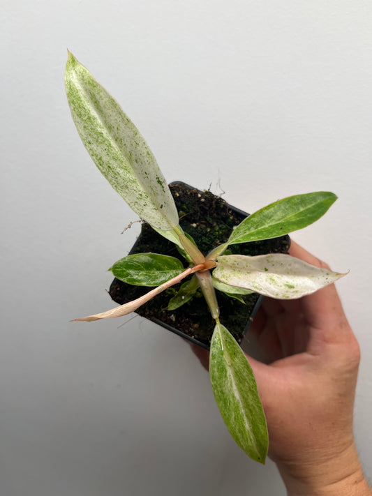 Philodendron Strawberry Caramel Marble Pink Variegated #1