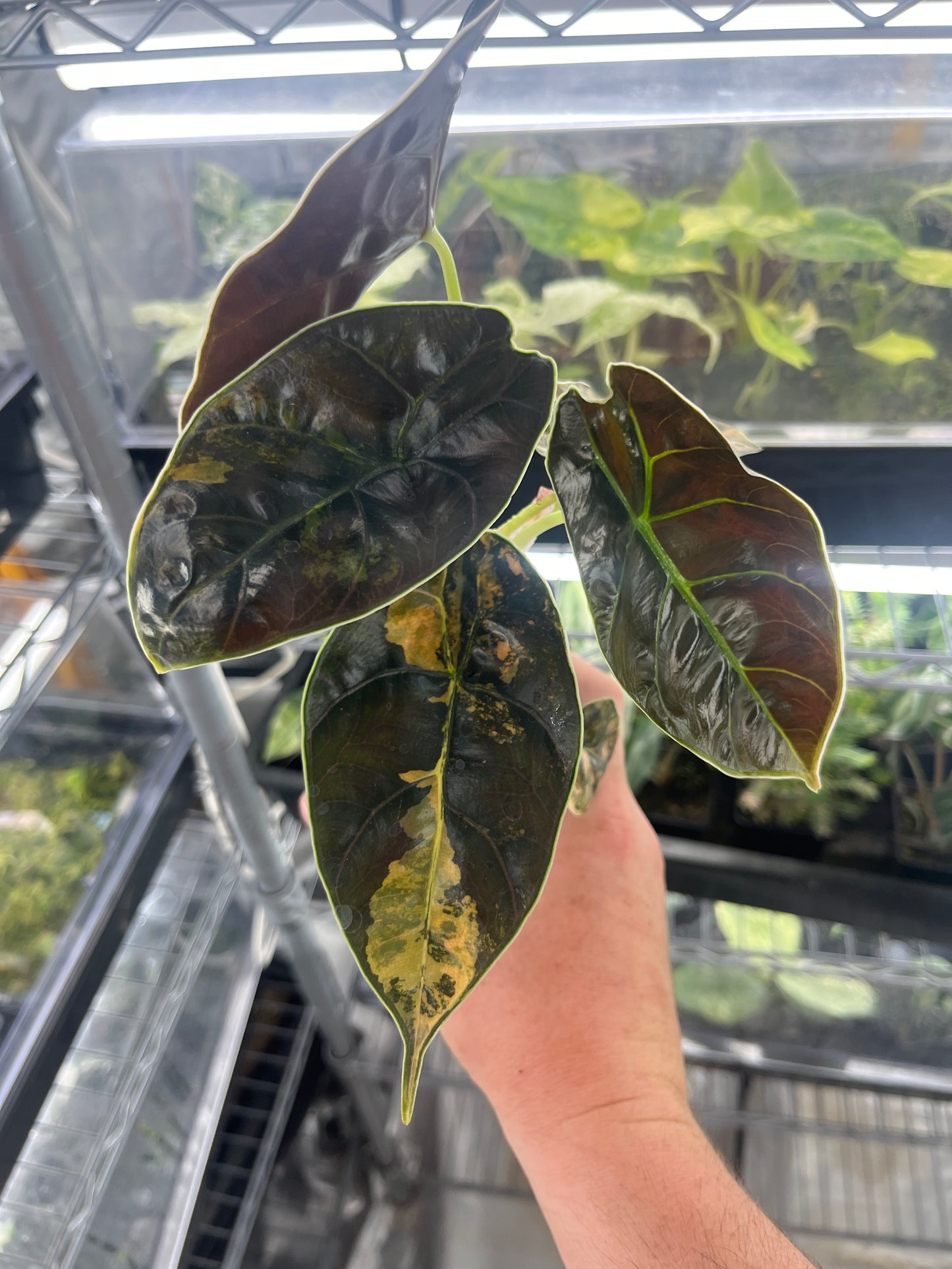 Alocasia Azlanii aurea variegated #4