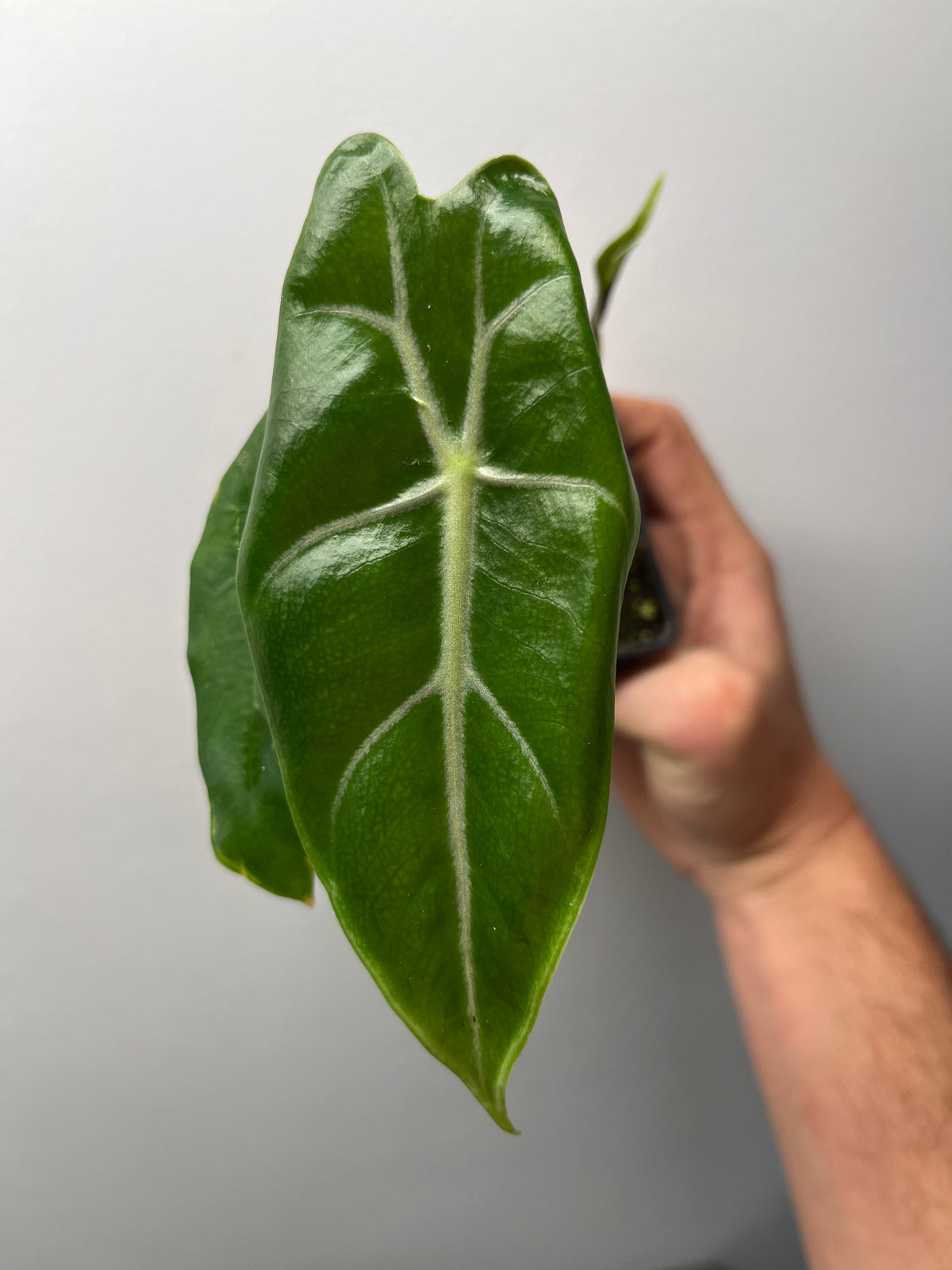 Alocasia Black Satun Pink Bone - Rare Variegated Aroid