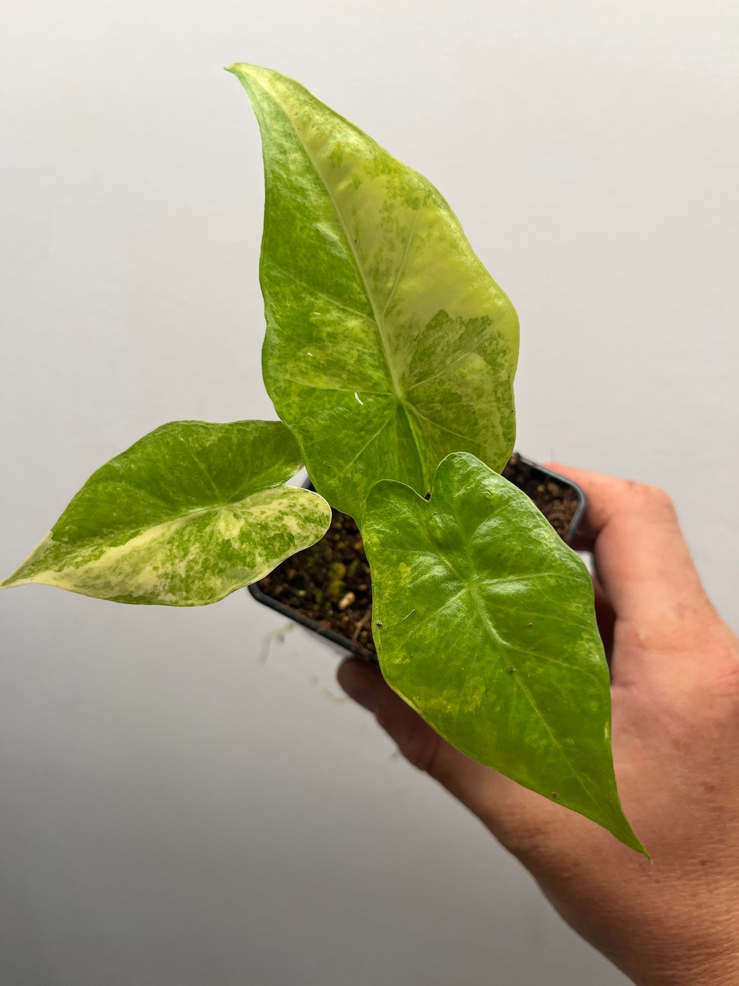 Alocasia Portora Aurea variegated #2