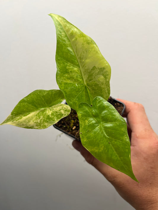 Alocasia Portora Aurea variegated #2