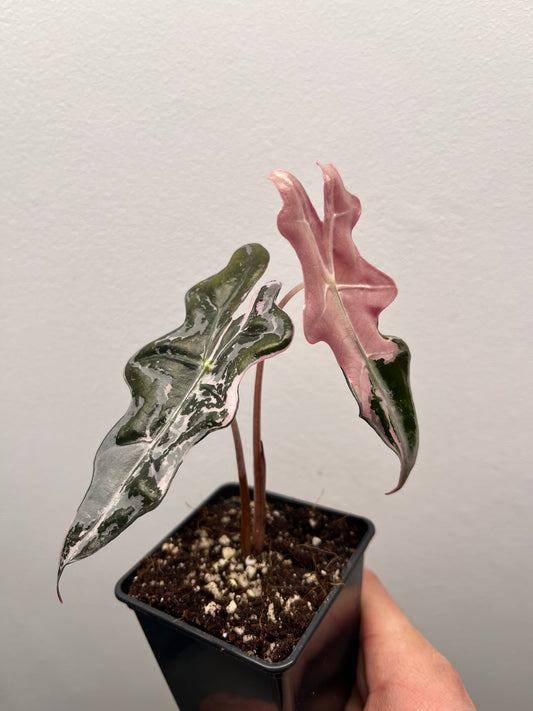 Alocasia Sanderiana 'Nobilis' Pink variegated