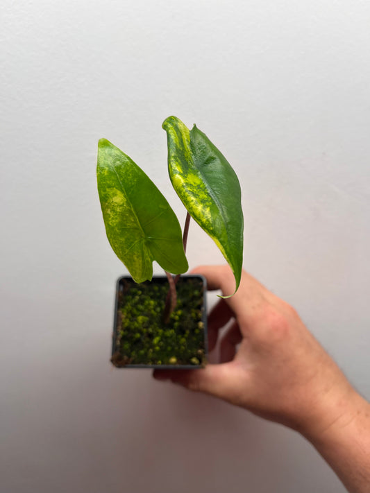Alocasia Zebrina Black stem aurea variegated