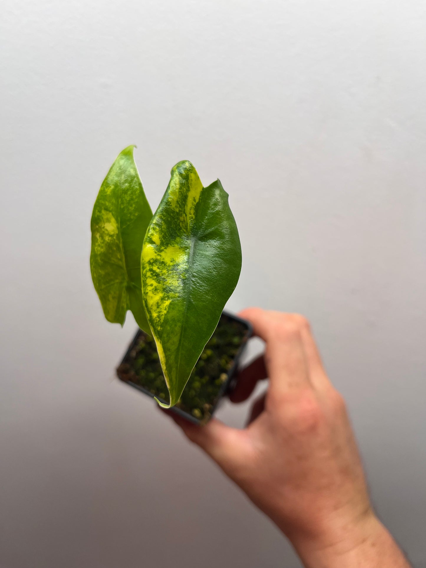 Alocasia Zebrina Black stem aurea variegated