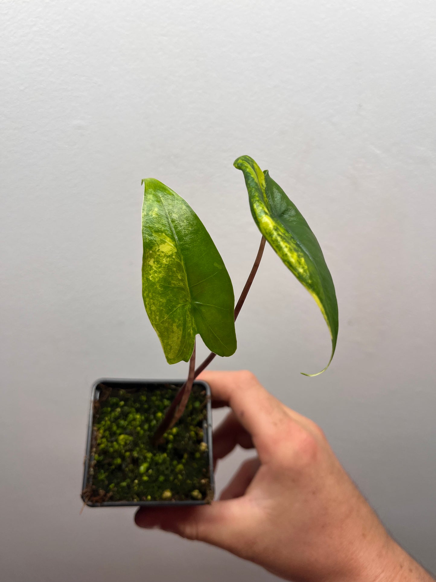 Alocasia Zebrina Black stem aurea variegated