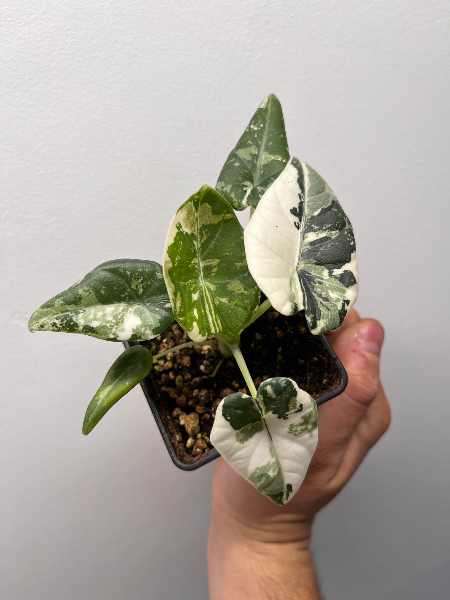 Alocasia Maharani Albo Variegated - Rare Variegated Aroid #1