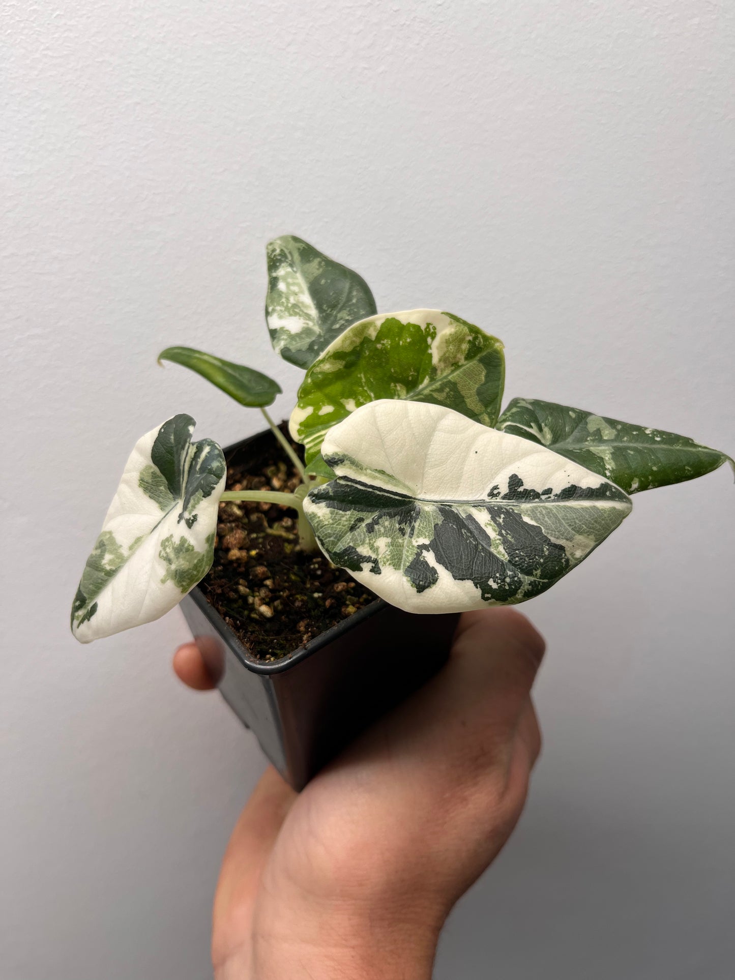 Alocasia Maharani Albo Variegated - Rare Variegated Aroid #1