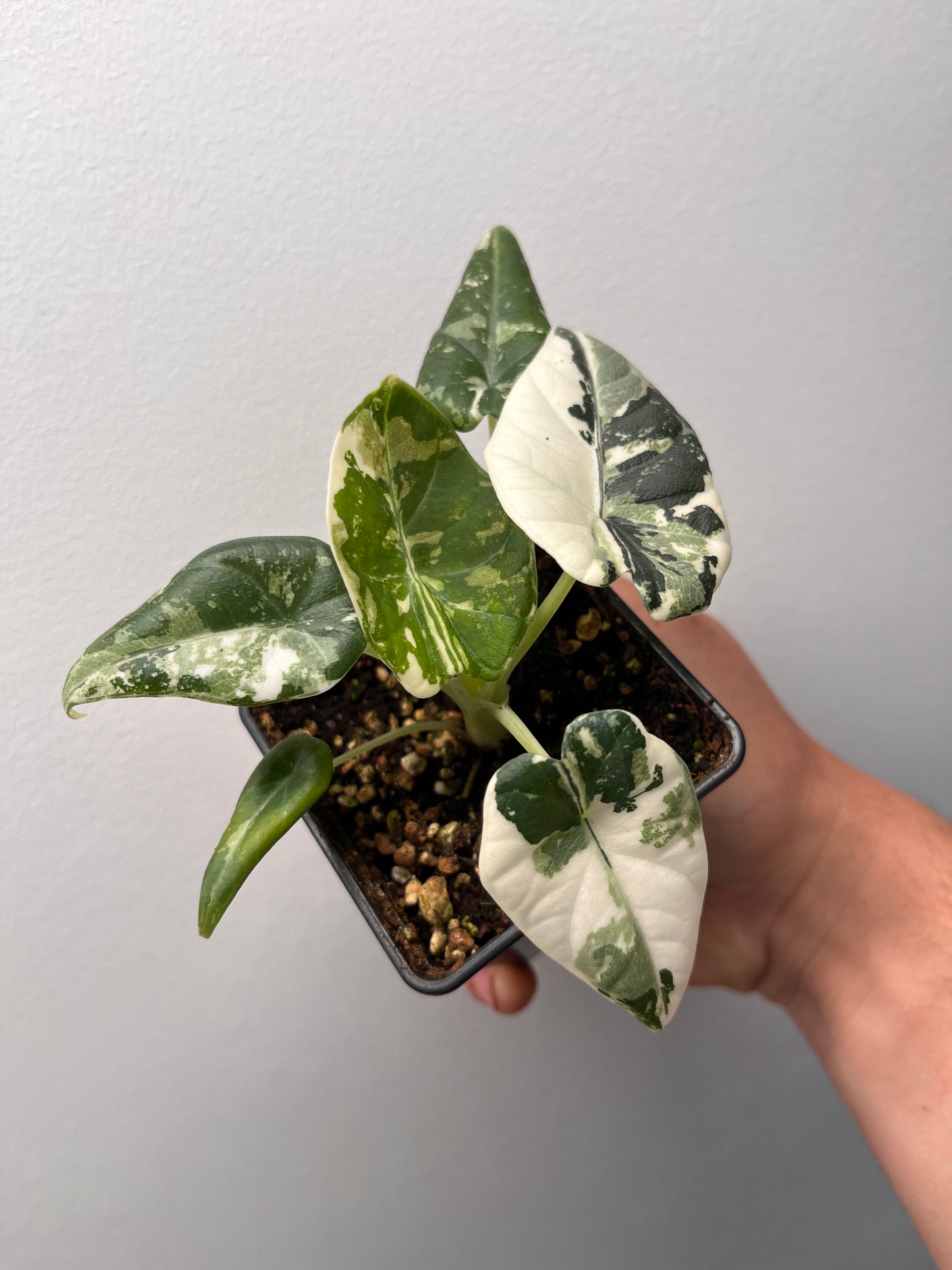 Alocasia Maharani Albo Variegated - Rare Variegated Aroid #1