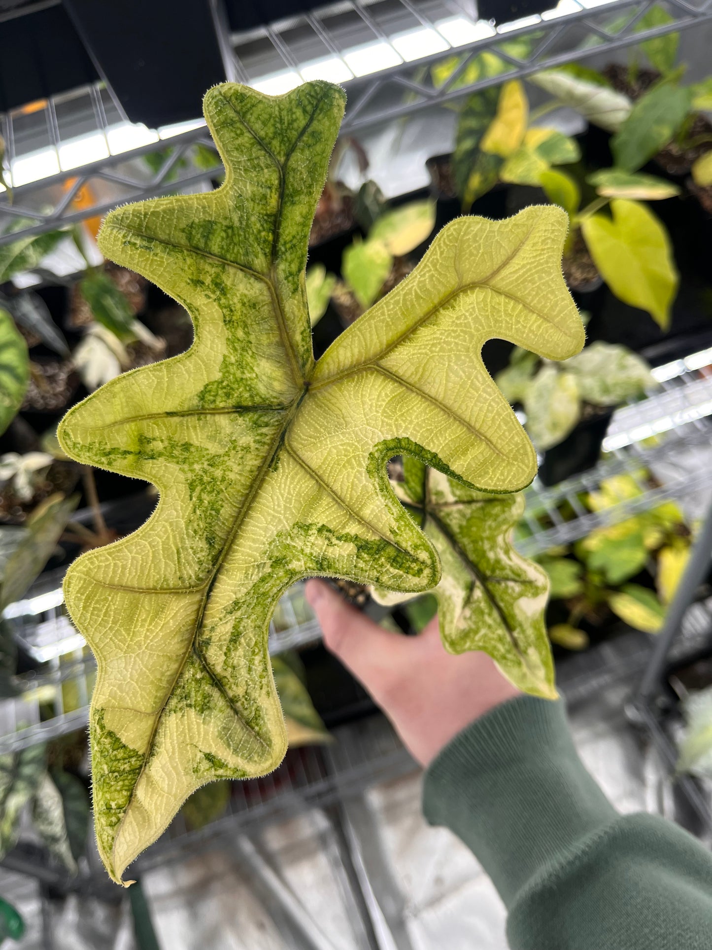 Alocasia Tandurusa aurea variegated #1