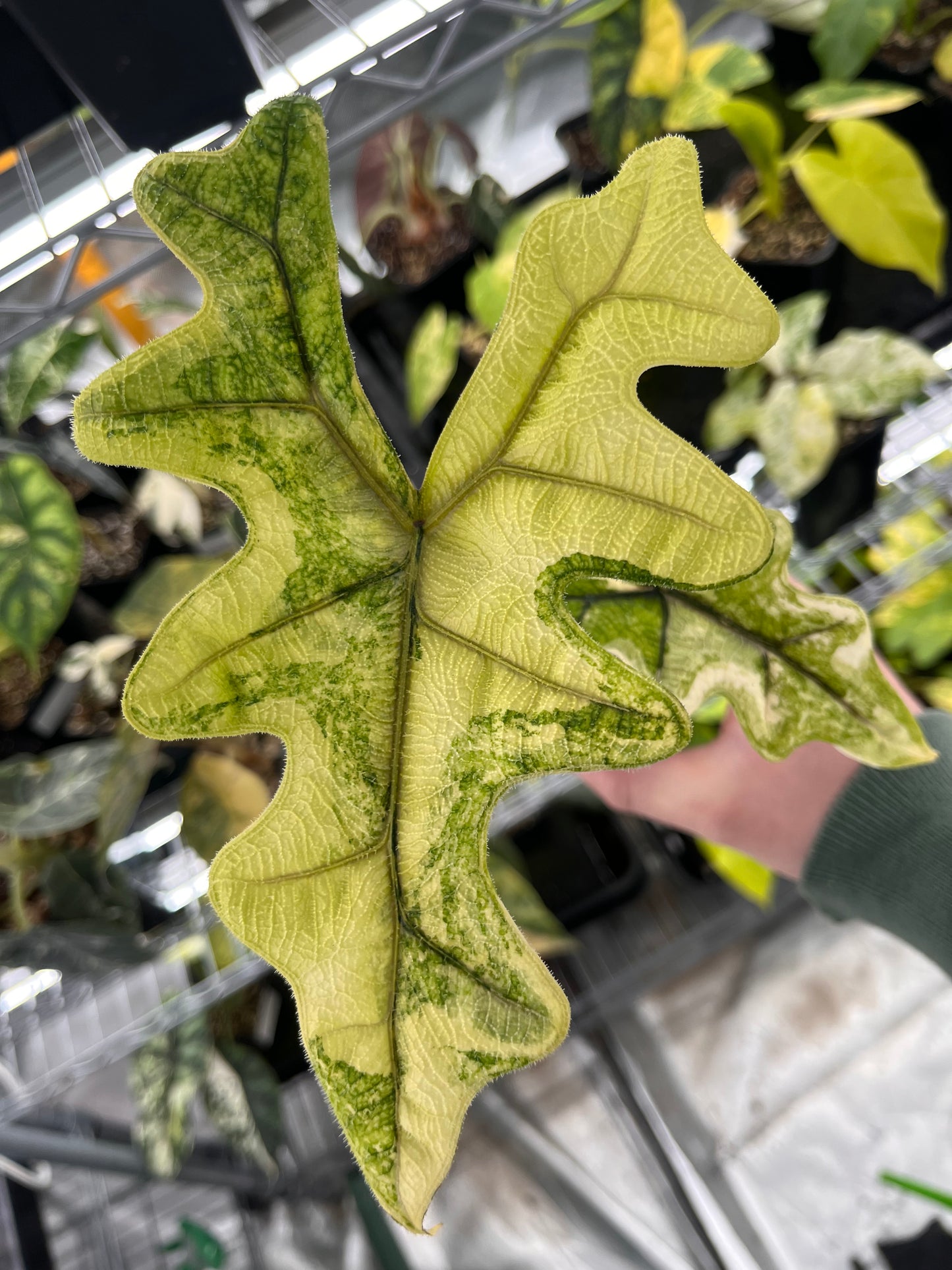 Alocasia Tandurusa aurea variegated #1
