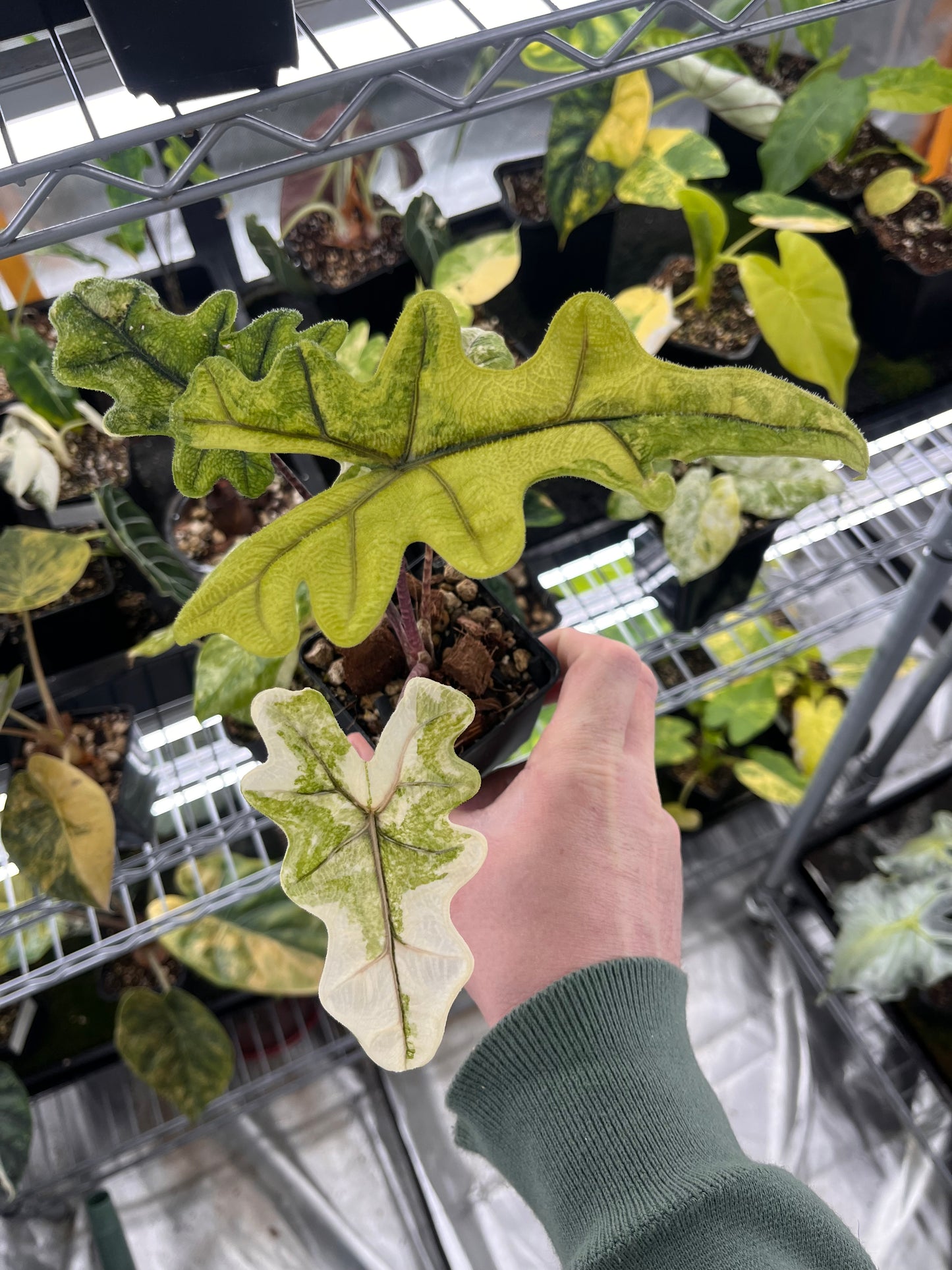 Alocasia Tandurusa aurea variegated #2
