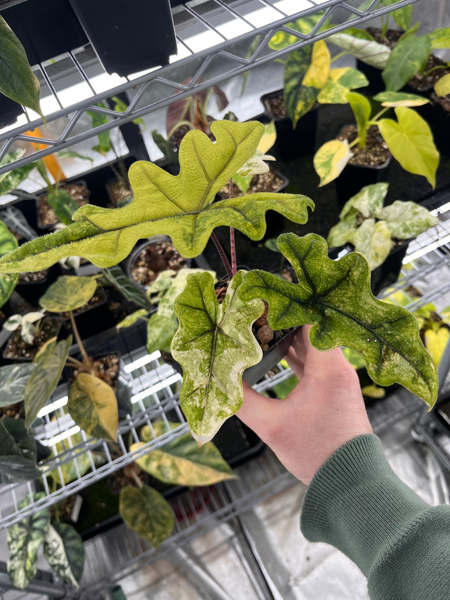 Alocasia Tandurusa aurea variegated #2