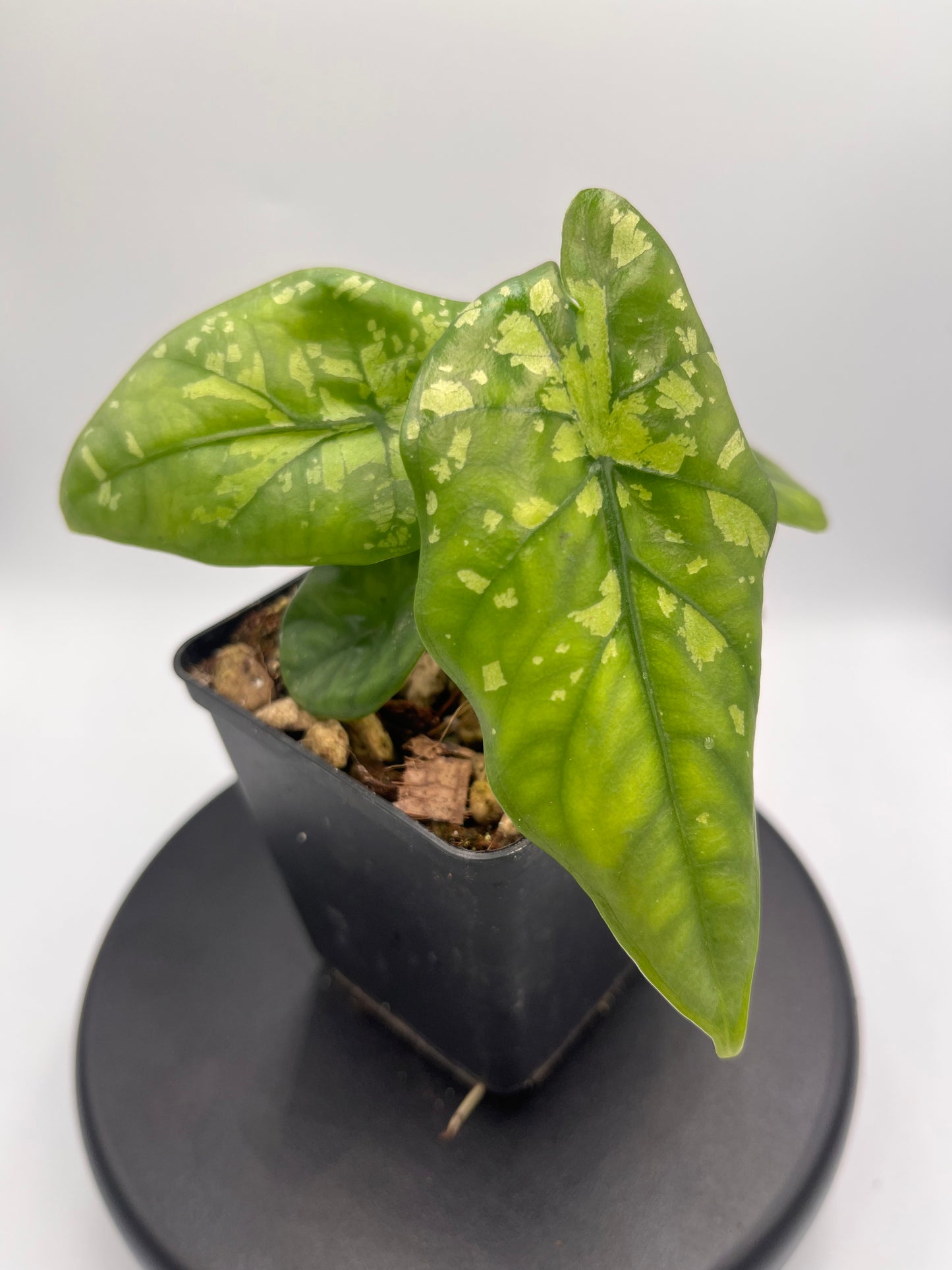 Alocasia boyceana 'Shattered glass' #1