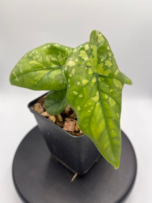 Alocasia boyceana 'Shattered glass' #1