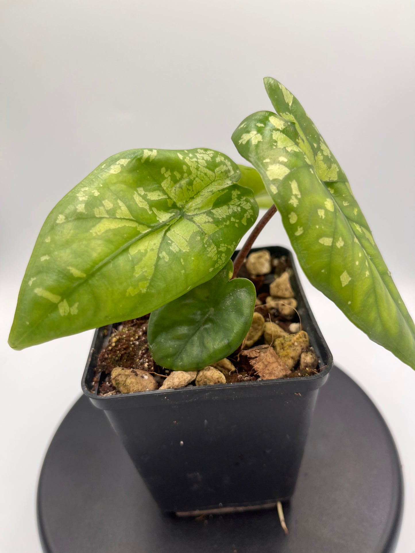 Alocasia boyceana 'Shattered glass' #1