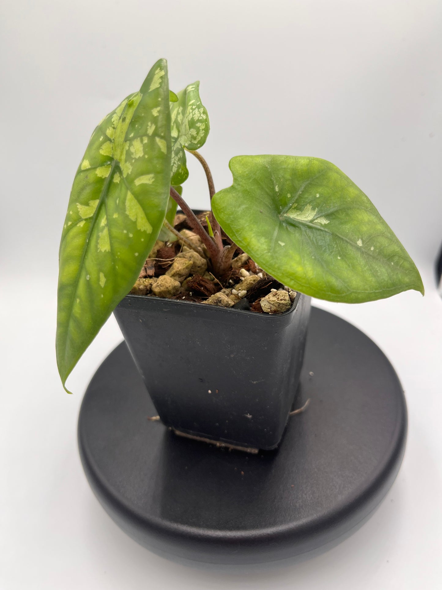 Alocasia boyceana 'Shattered glass' #2
