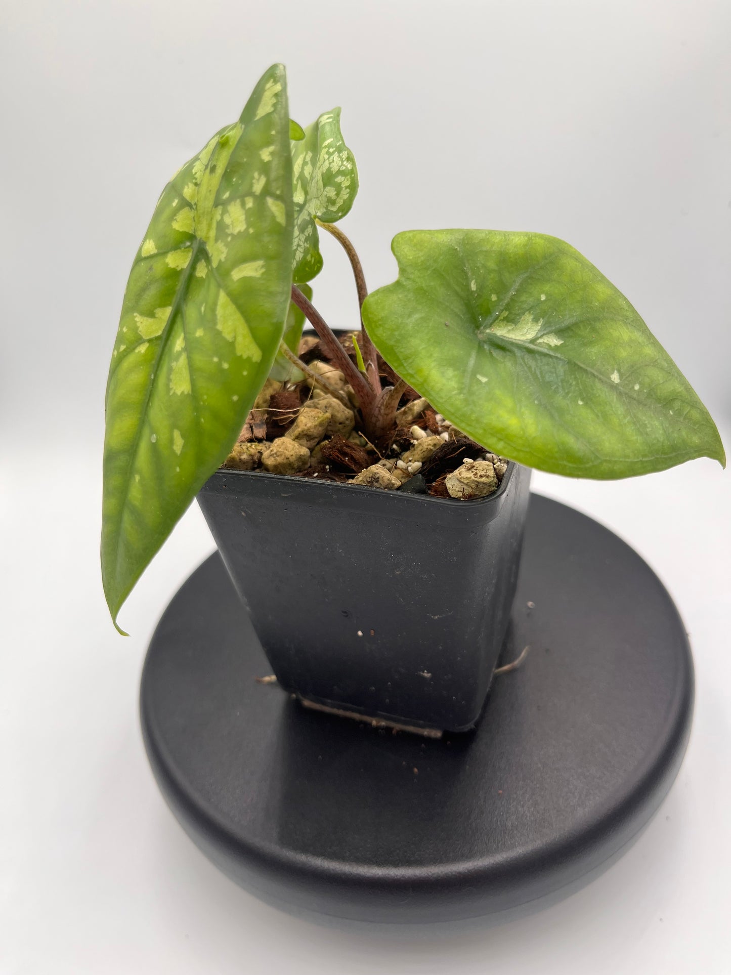 Alocasia boyceana 'Shattered glass' #2