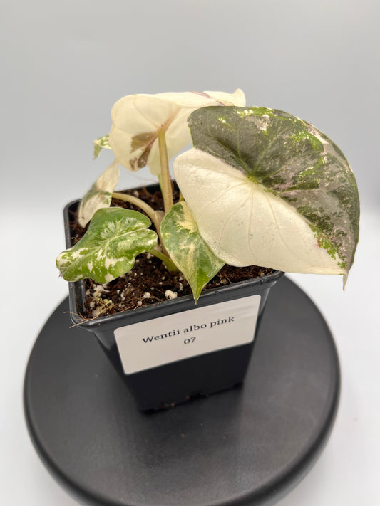 Alocasia Wentii albo / pink variegated