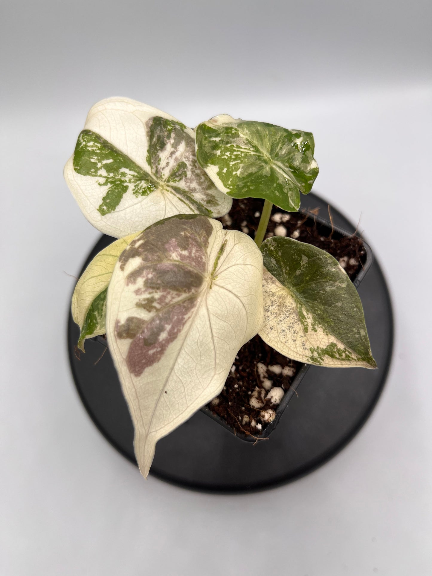 Alocasia Wentii albo / pink variegated