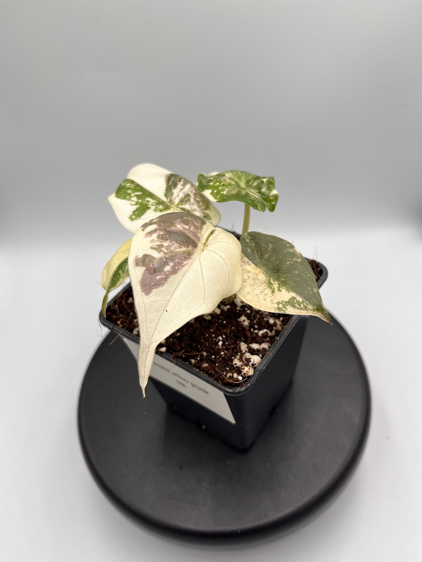 Alocasia Wentii albo / pink variegated