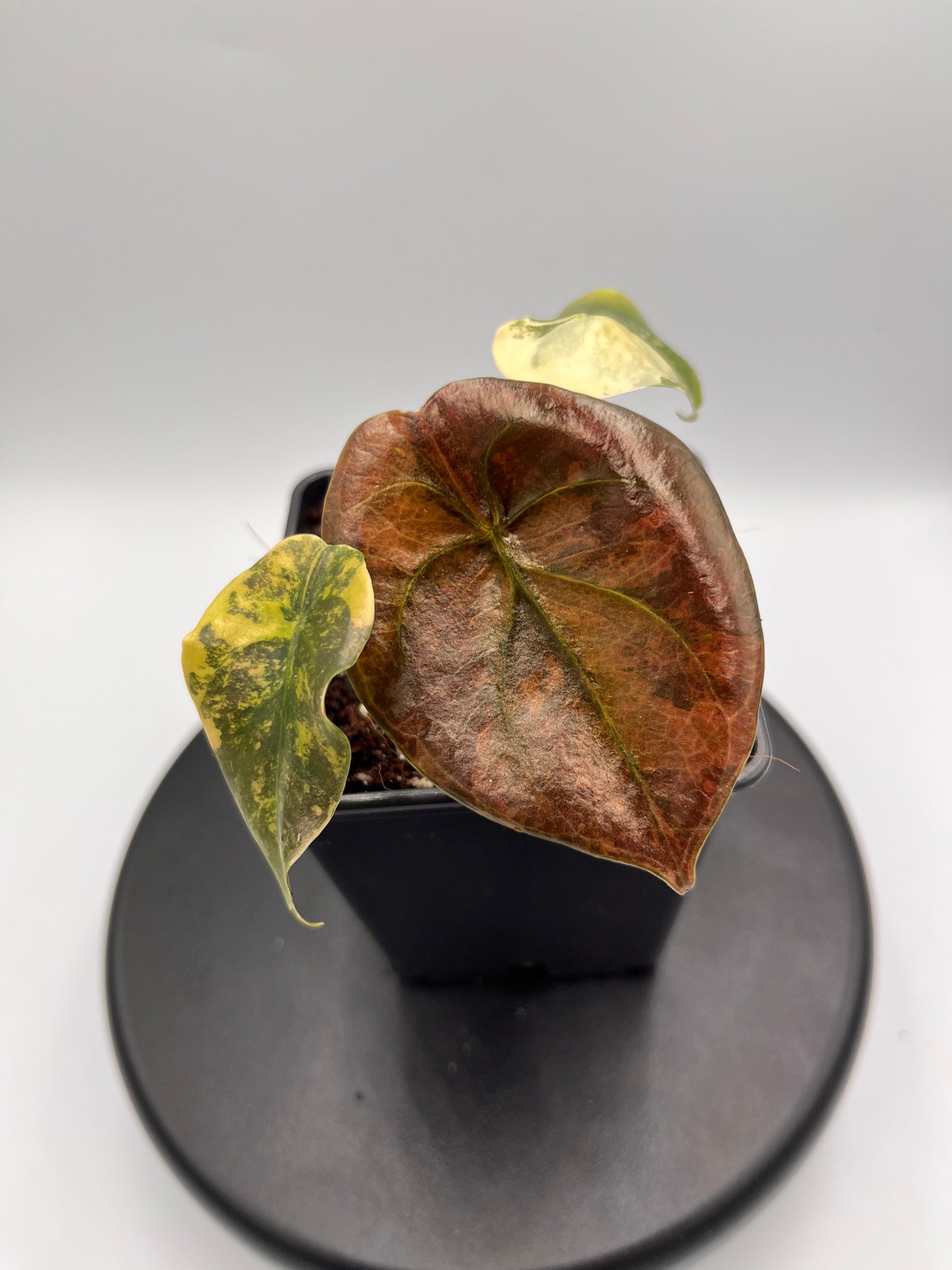 Alocasia Cuprea latte gold aurea variegated #2