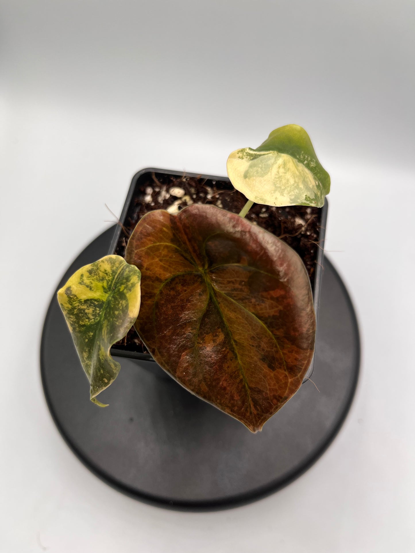 Alocasia Cuprea latte gold aurea variegated #2