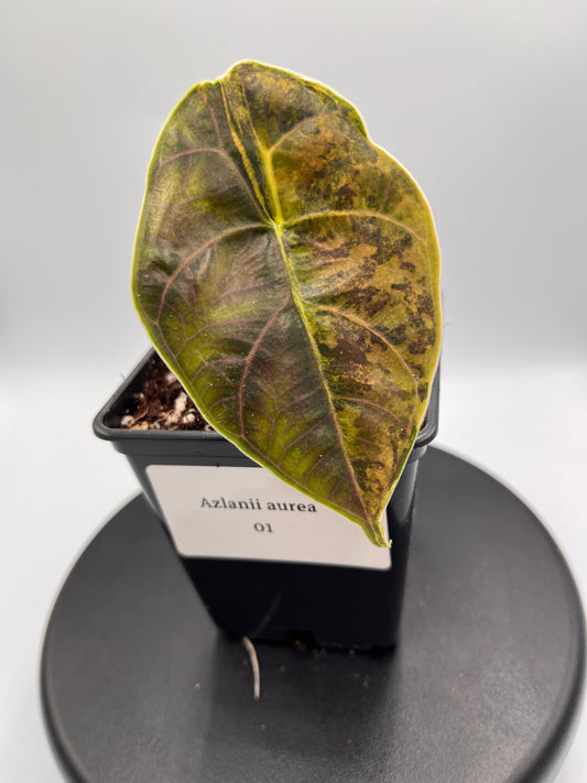 Alocasia Azlanii aurea variegated