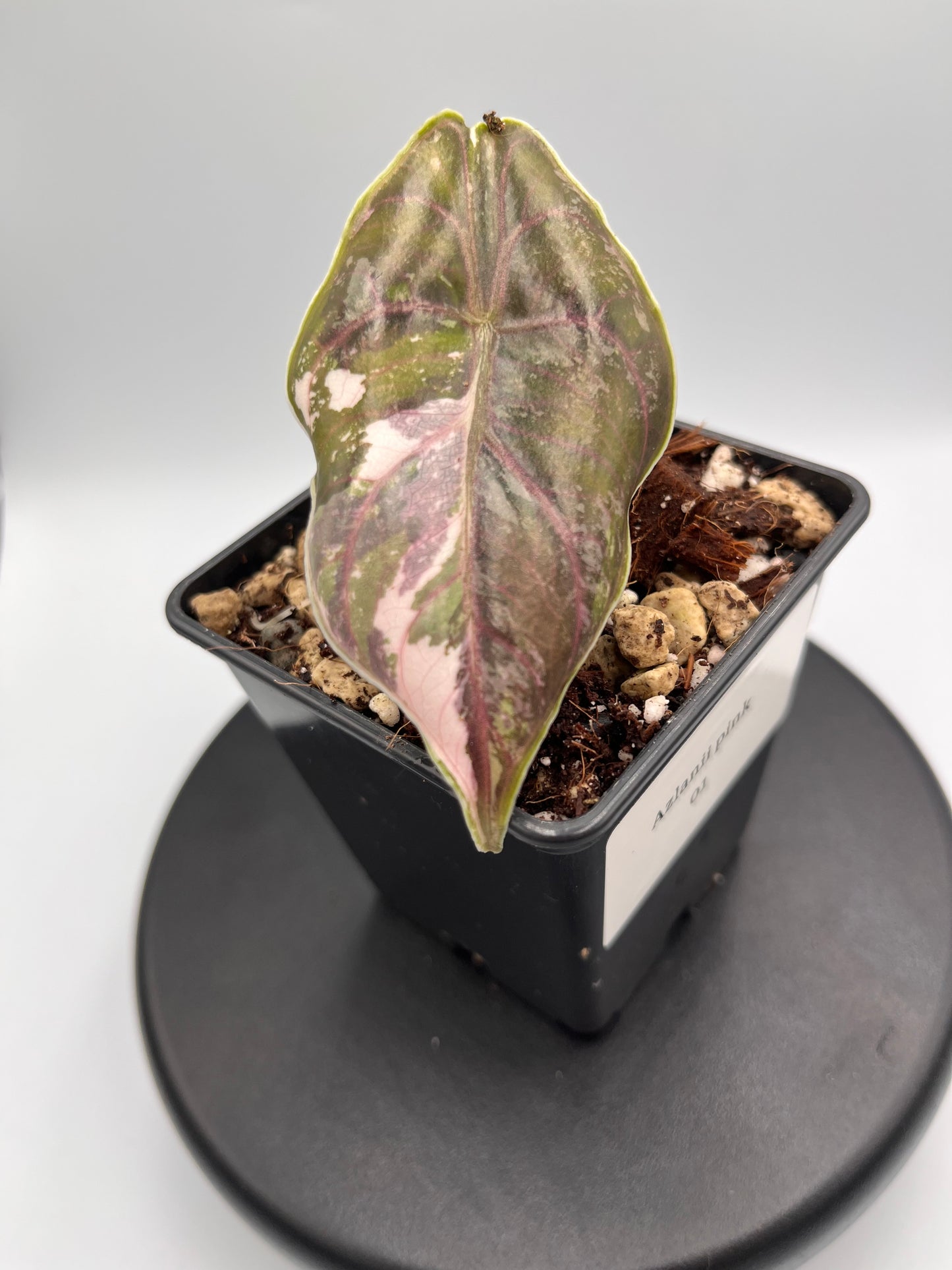 Alocasia Azlanii pink variegated