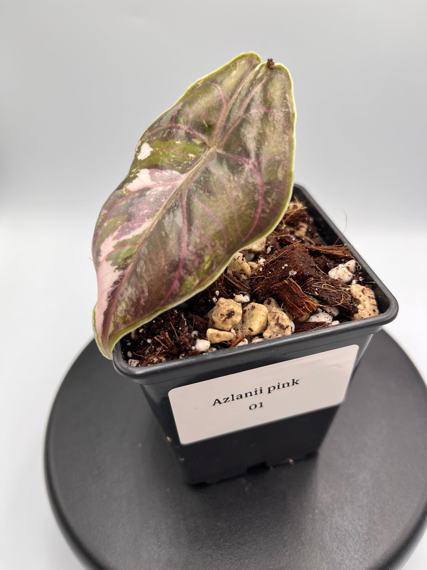 Alocasia Azlanii pink variegated