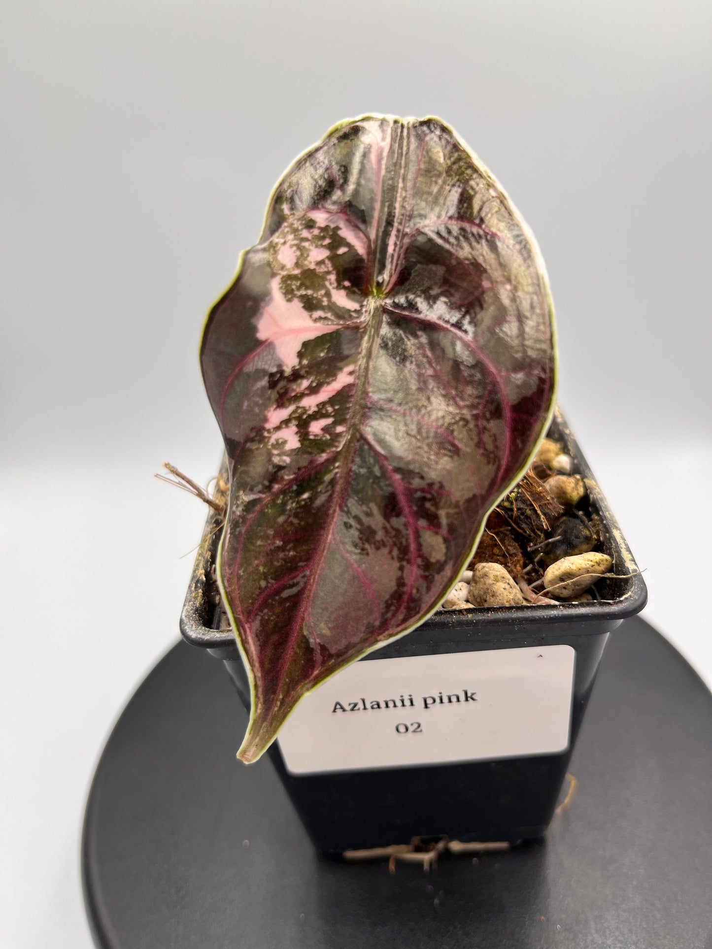 Alocasia Azlanii pink variegated