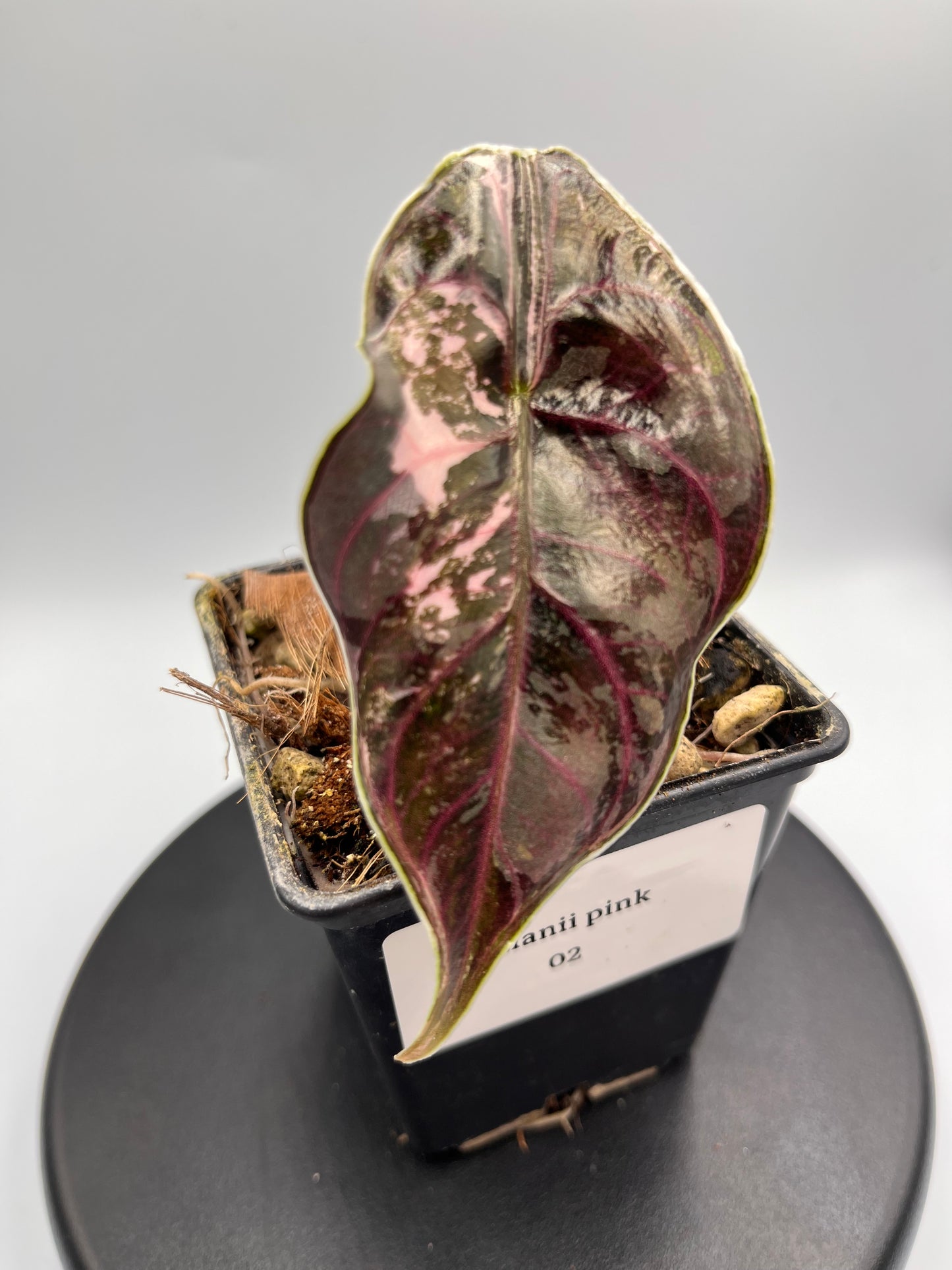 Alocasia Azlanii pink variegated