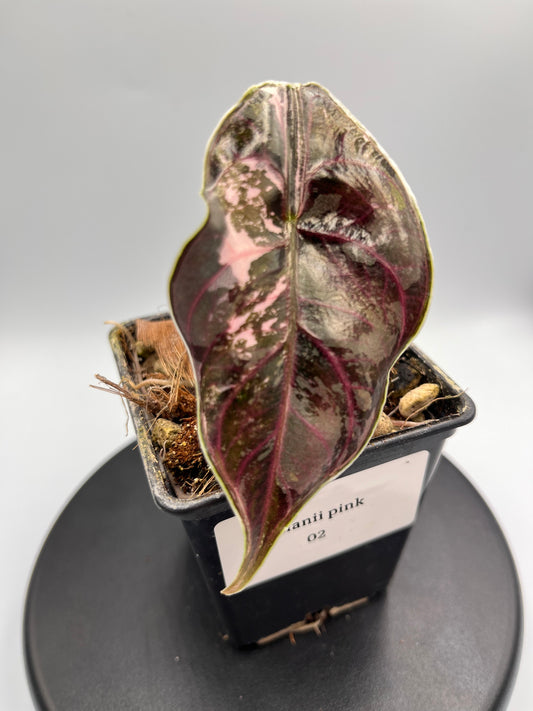 Alocasia Azlanii pink variegated