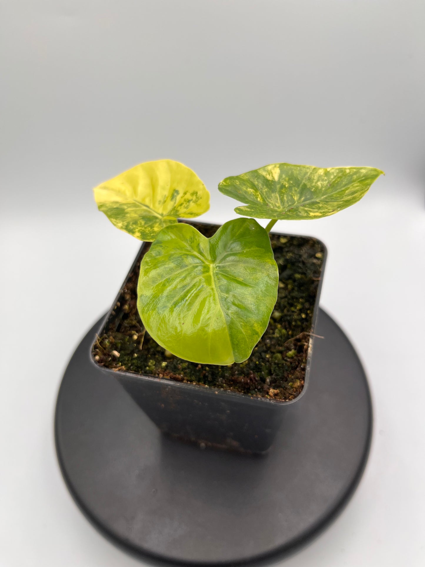 Alocasia Odora 'california' aurea