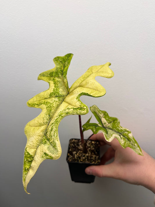 Alocasia Tandurusa aurea variegated #1
