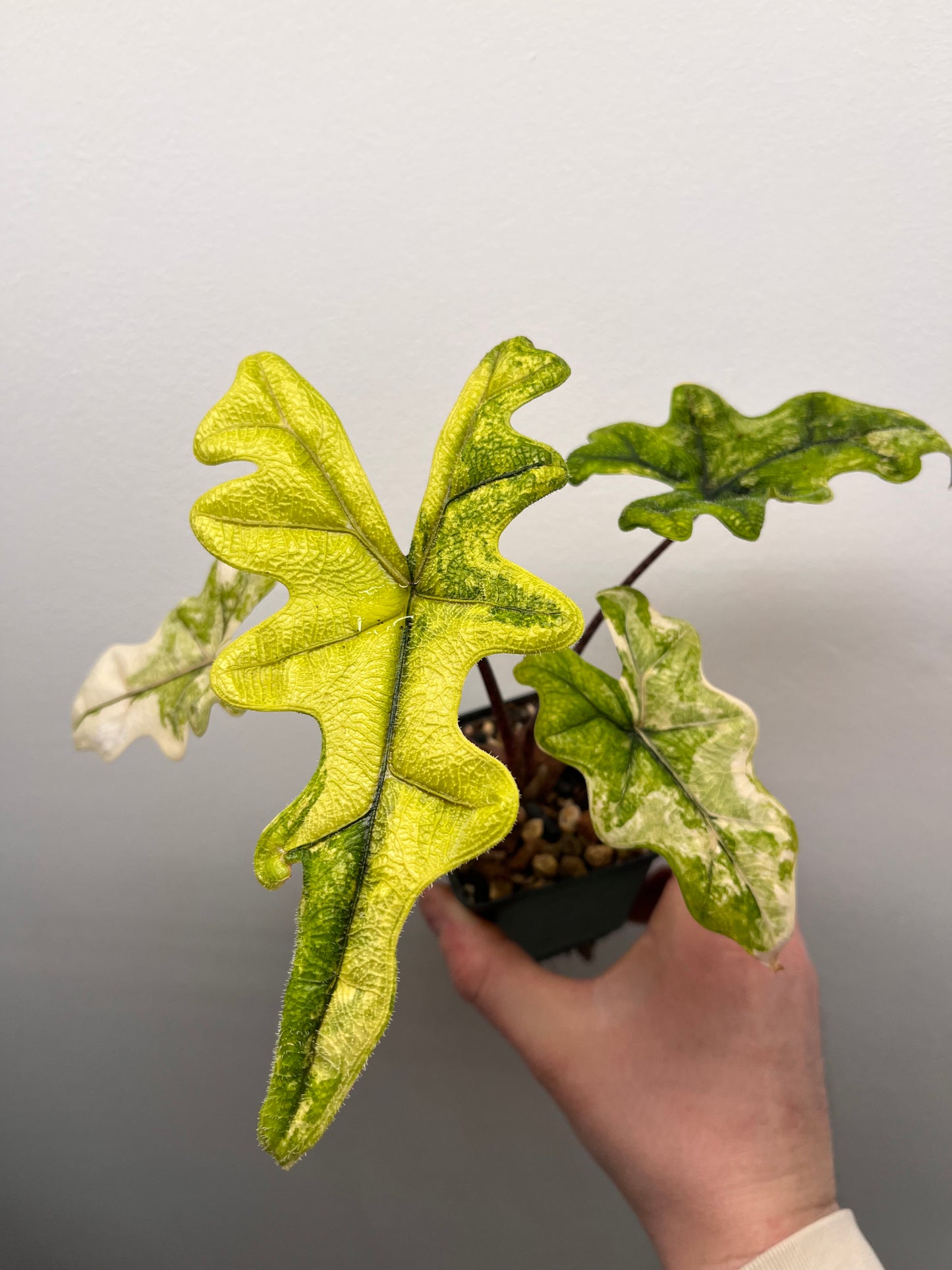 Alocasia Tandurusa aurea variegated #2